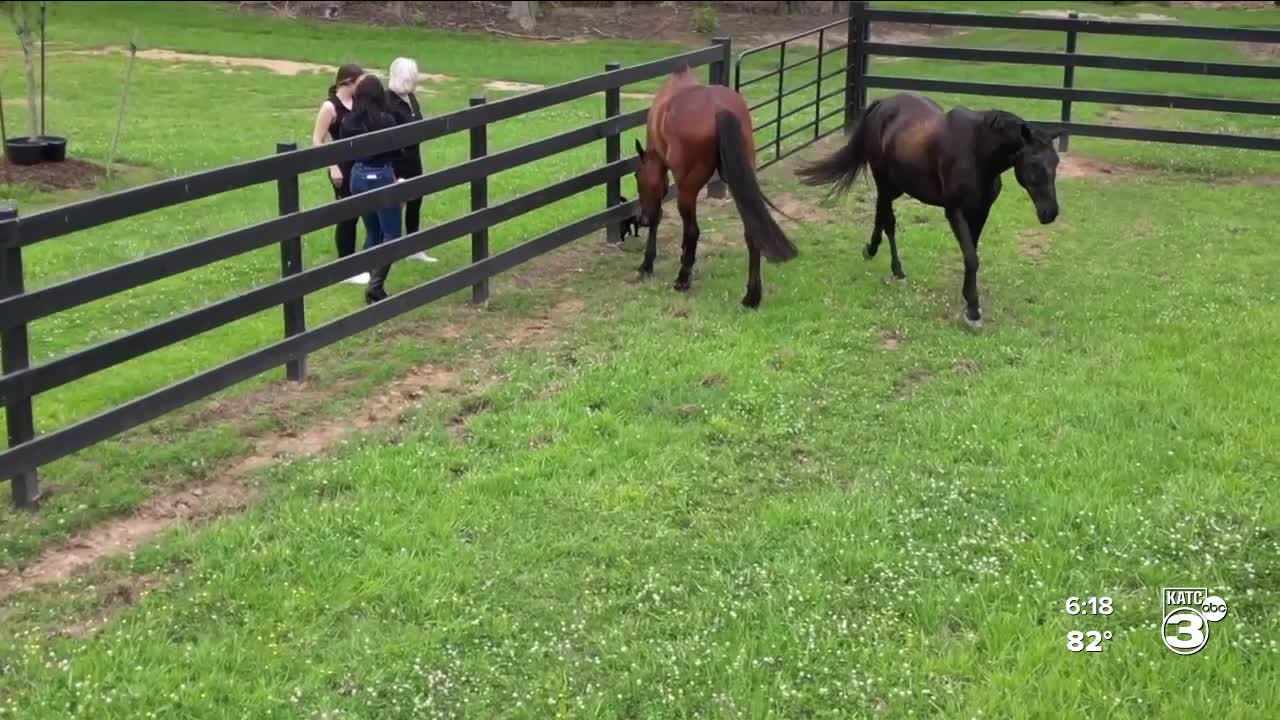 Acadia Parish home to rare horse breed