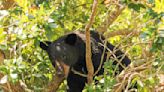 Florida’s bear necessity: Learn to live with wildlife, and leave it room to roam | Editorial