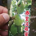 ╭＊田尾玫瑰園＊╯新品種水果苗-(泰皇波羅蜜)高40cm900元
