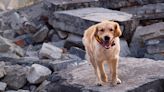 Lab Mix Rescued 2 Years Ago Is Now Training to Be a Natural Disaster Search Dog