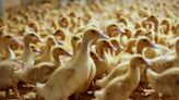 Why ban foie gras at Austin restaurants? Activists point to animal cruelty.