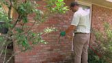 Peak termite season is here in Louisiana. Experts talk about what homeowners can do