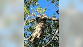 Bobcat found mysteriously dead, hanging from tree in Safety Harbor neighborhood