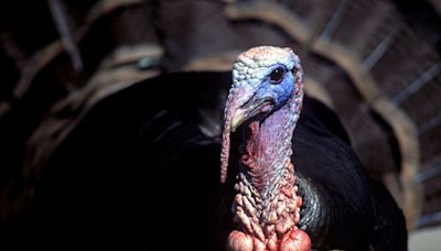 Hunting: Falling turkey numbers a big concern among advocacy groups, wildlife agencies