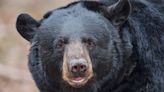 Black bear found dead in plastic bag, officials say