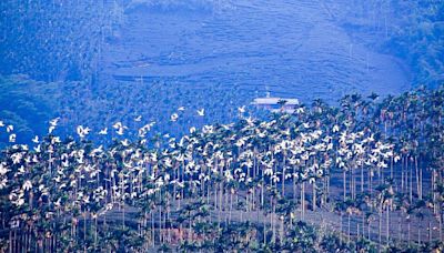 嘉義秋季限定「萬鷺朝鳳」，賞鳥旅遊提案推薦 | 蕃新聞