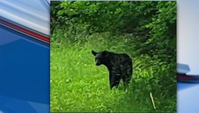 Bath Township resident captures trail camera photo of black bear