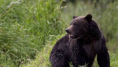 A 72-year-old man kills a grizzly bear after it attacks while he is picking berries