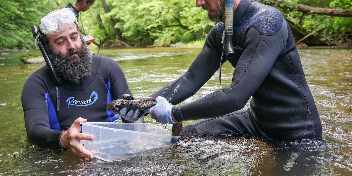 Nashville Zoo releases more than two dozen hellbenders into Tennessee waterways