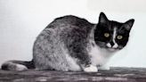 Genetic Mutation Underlying Finland’s ‘Salty Liquorice’ Cats Identified