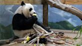 Here's how you can see Zoo Atlanta's giant pandas before they leave