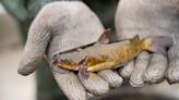 Doug Leier: Study explores effectiveness of stocking channel catfish to reduce bullhead numbers