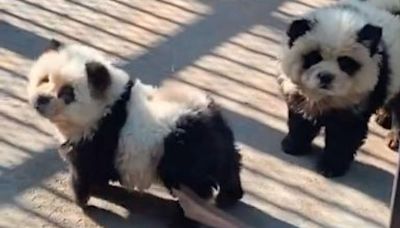 Un zoo en China se hace de oro pintando a dos perros chow chows para que parezcan osos panda