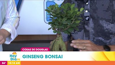 Cosas de Douglas: conoce sobre la Ginseng Bonsai