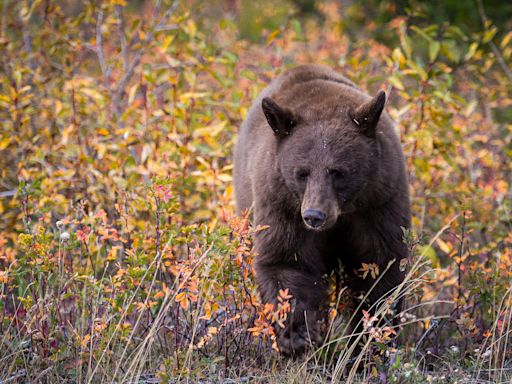 Bear meat kebabs at a family reunion lead to rare outbreak of roundworm disease