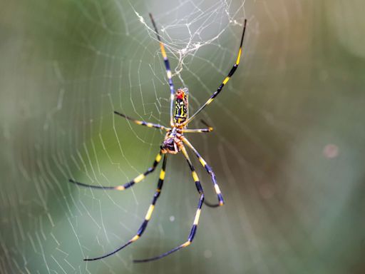 All About the Venomous Flying Spiders Invading This Summer — and When They're Coming to Your Area