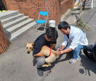 台中「揪團」享好康 湊10隻貓狗可預約到府打狂犬疫苗 - 寶島