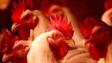 Scientists Say New AI Can Translate What Chickens Are Saying