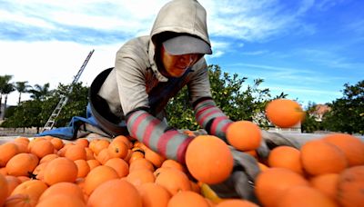 Disease, drought and alternative fruits: The orange juice industry is in crisis