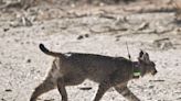 El lince Troncho abre una nueva ruta de Levante a Castilla-La Mancha