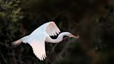 Egrets and white ibis are nesting in New Jersey