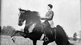 When Harry Met: Rock-A-Bye Lady, a legendary Tennessee Walking Horse