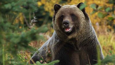 Photographer Mauled by Grizzly Bear in 'Surprise' Encounter