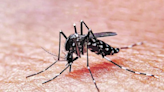 Vacuna contra el dengue: dosis, precios y todo lo que tenés que saber al respecto