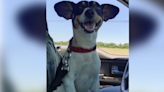 Injured dog in Ville Platte lies on side of highway for 3 days; finally rescued