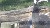 Red River Zoo welcomes two White-Naped Crane chicks