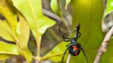 Black widow spider bite sends Colorado man to ICU