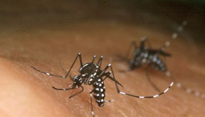 Experts warn of dengue fever surge in Europe due to rising numbers of ‘invasive’ tiger mosquitoes