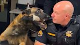 Folsom Police Department K-9 Loki retires. German Shepherd served patrol division, narcotics