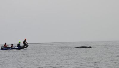 Entangled humpback whale is finally freed off Dana Point