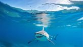 Esto es lo que debes saber sobre las tres especies de tiburones que se pueden encontrar en las costas de Virginia