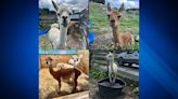 3 alpacas from MSPCA looking for a new home