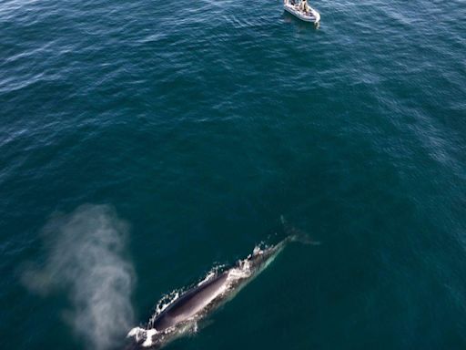 Volvieron las ballenas más grandes del mundo a Santa Cruz: dónde conocer a estas gigantes - Diario Río Negro