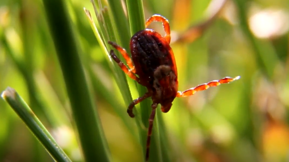 Check for ticks: West Virginia designated as high-incidence Lyme disease state