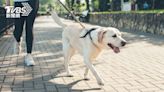 種犬退休何處去？日本犬舍養不起 爆棄養潮