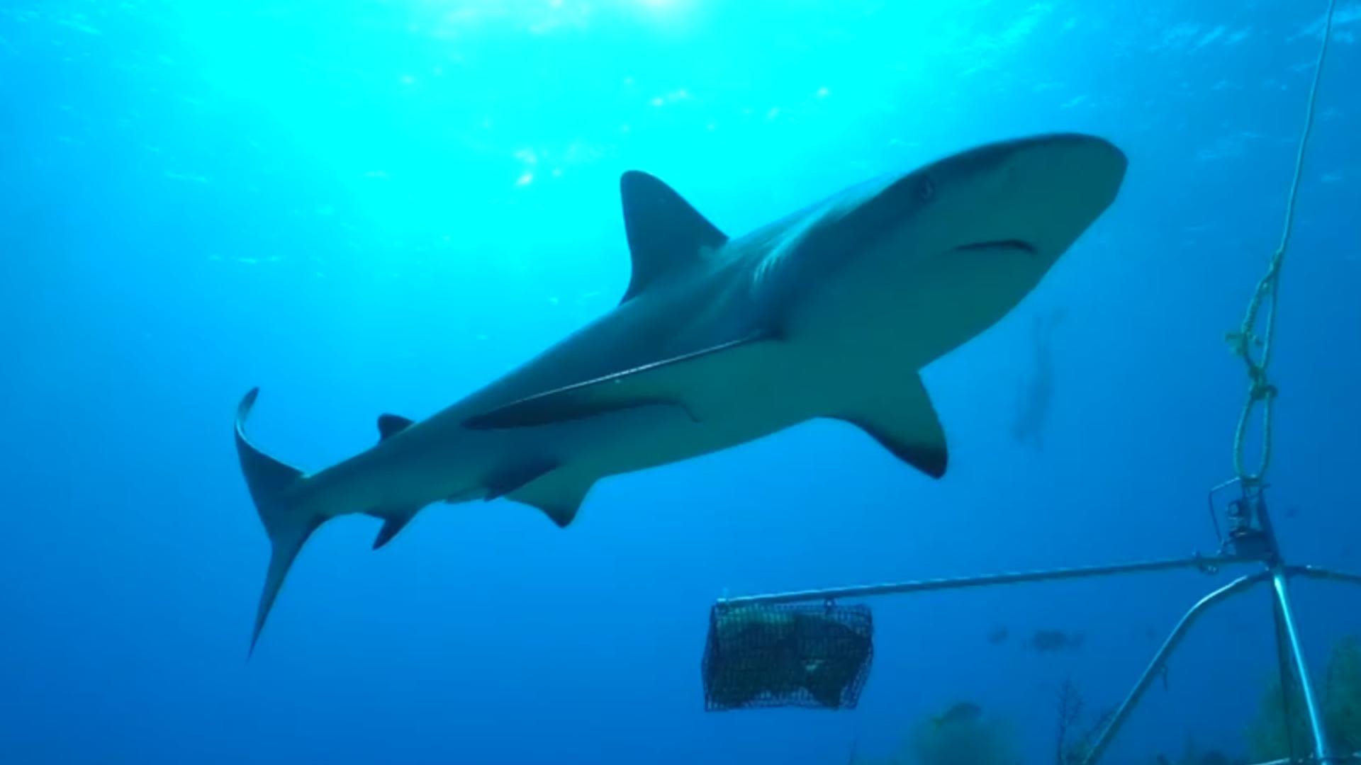 "Cocaine sharks": Predators off Brazil coast test positive for drug