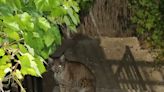 De la expectación a la preocupación: un lince ibérico campa a sus anchas por un pueblo de La Jara y mata a gallinas y gatos