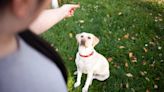 Five of the most important dog commands and how to teach them