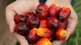 Asian palm oil buyers replenish inventories as prices correct