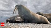 2-million-year-old fossil of Ontocetus, a walrus-like creature discovered - Times of India