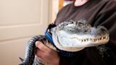 Man says his emotional support alligator, known for its big social media audience, has gone missing