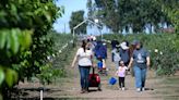 Granja de Modesto ofrece fruta que puedes recoger y una profunda historia