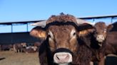 Lawsuit accuses 4 largest meat processors of driving up beef prices by conspiring to curb number of slaughtered cattle