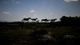 Spain and Portugal recruit bison and rare horses to help reduce risk of blazes