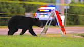 Black bear on University of Florida campus avoids trap, disappears into wooded area