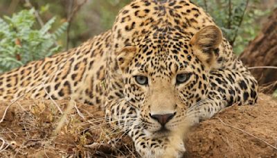 233 Villages Declared 'Potential Leopard Conflict Zone' in Pune District